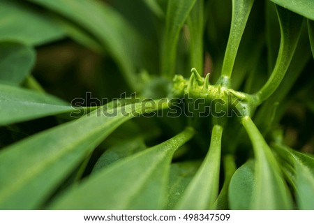 macro detail of a tropical carnivorous plant