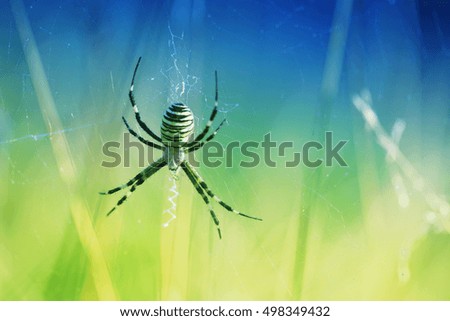 Spider on the color background