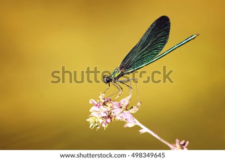 Dragonfly on the flower