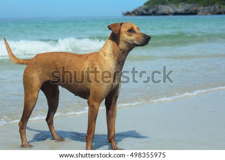 Brown Dog standing on a beach on a hot and sunny weather, Brown bear standing on a beach, Brown Dog standing by the sea amid hot weather.