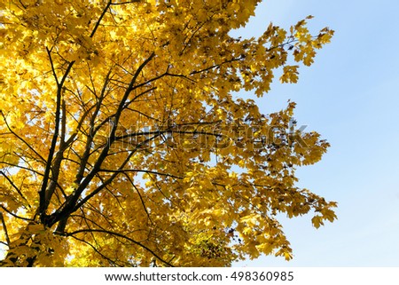  trees with yellowed maple leaves in the autumn of the year, against a blue sky