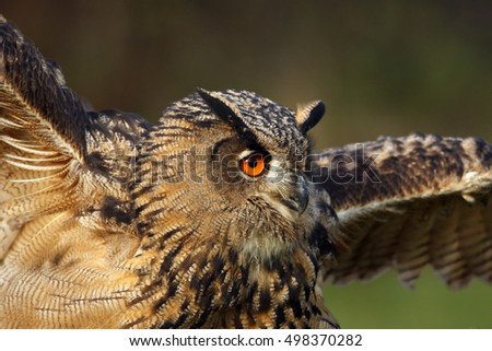 The Eurasian eagle-owl (Bubo bubo) portrait with spread wings