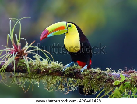 Closeup of a colorful Keel-billed toucan (Ramphastos sulfuratus), perched on a mossy branch in the rainforests, Boca Tapada, Laguna de Lagarto Lodge, Costa Rica