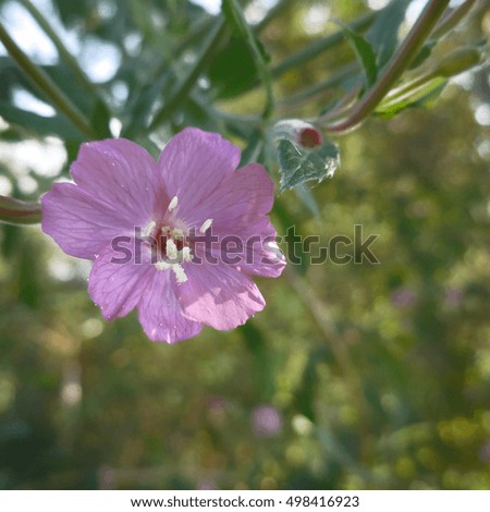 Single purple flower closeup. Nature. Vintage.