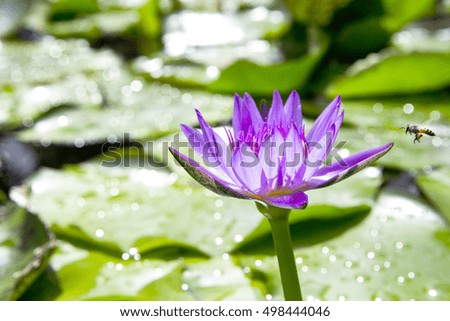 Purple lotus with green leaf with bee