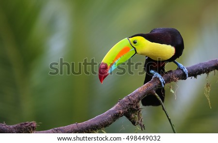 Toucan sitting on a branch looking down