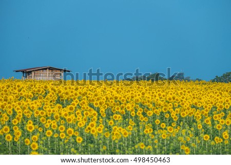Sunflower with sunflower field and blue sky