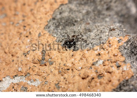  close up Wolf Spiders .