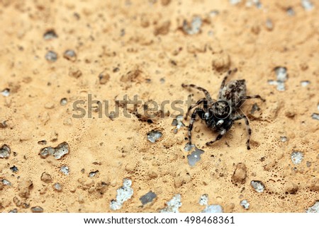  close up Wolf Spiders .