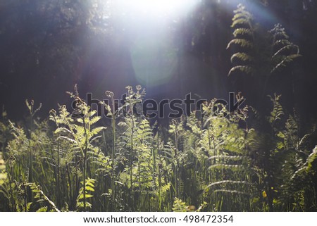 Woodland ferns on the forest floor being illuminated by sunbeams, their leaves aglow