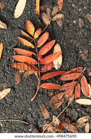 rowan leaves on the pavement