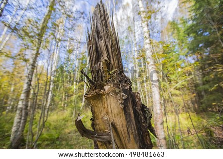 The trunk of an old tree broken by the wind against the background of the young forest.
