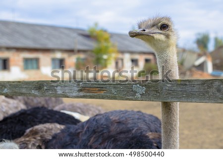 ostrich farm 