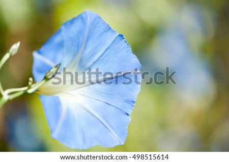 Beautiful blue colored Morning Glory on bokeh background. Backlit.