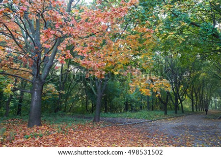 Beautiful romantic autumn alley in park. Large marple trees with colorfull multicolored leaves -    leaf fall - autumn cityscape