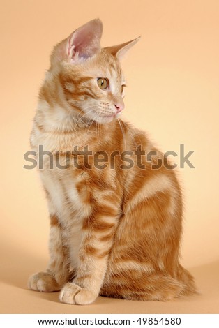 kitten on a beige background (breed - kurilian bobteil)