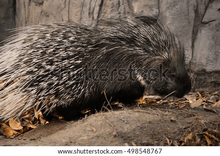 cute busy porcupine/the autumn day of Porcupine 