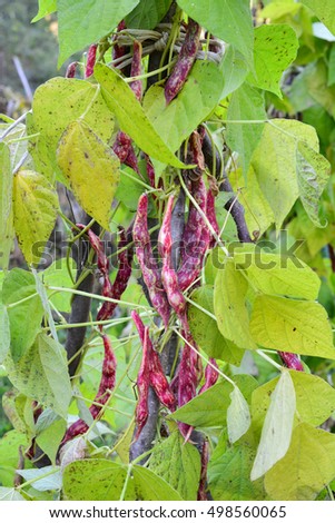Young organic red beans in the garden, several days before harvest