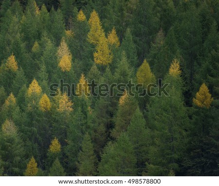 Golden larches in the mountains in autumn