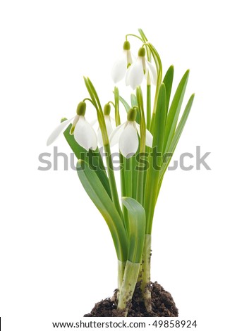 Spring snowdrop flowers bouquet isolated on white
