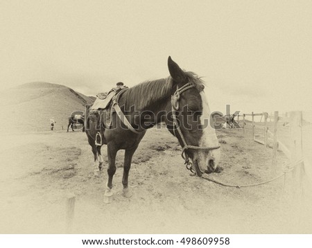 A horse tied to the fence on the yellowed photos in sepia