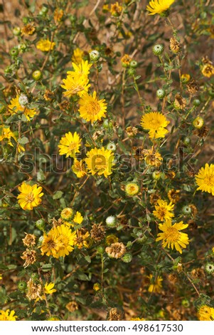 Great Valley Gumweed, Great Valley Gumplant (Grindelia camporum, Grindelia robusta) flowering, California