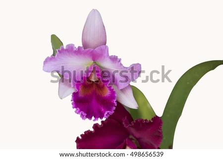 colorful orchid on isolated white background and free space for wording
