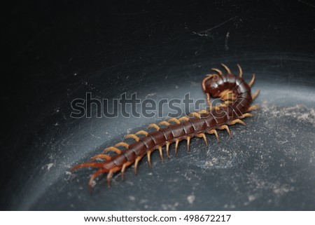 closeup of one brown centipede