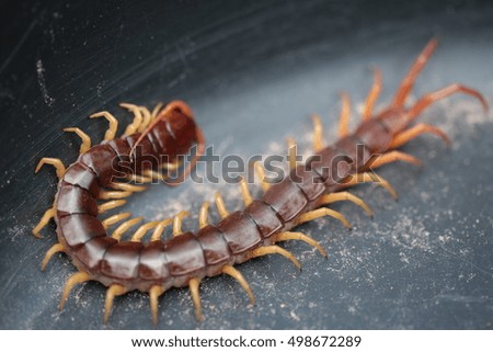 closeup of one brown centipede