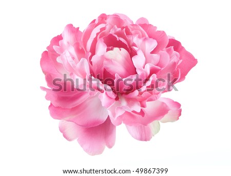 Peony single flower isolated on white background Royalty-Free Stock Photo #49867399