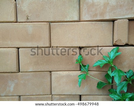 Climber plant with white brick wall background.Old brick wall with green tree.Grungy rad brick wall.Dirty brick wall.