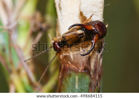 Earwig (Forficula auricularia) in a defensive position