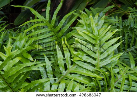 Fern plants creating a fern background pattern,fern in the forest