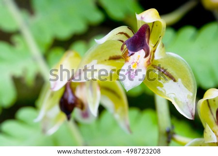 yellow wild orchid is tropical orchid