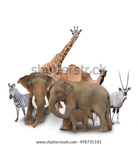A group of animals are grouped together on a white background. Animals range from an elephant, zebra, bear and rhino. Use it for a zoo or friends concept.