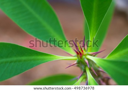 macro detail of a colored tropical plant