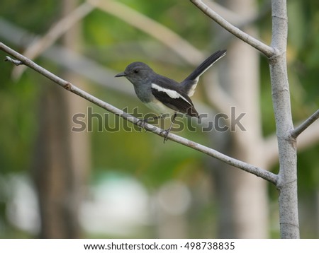 oriental magpie robin song bird perched on a tree branch in suan rot fai public park ,bangkok thailand