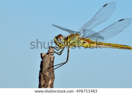 Beautiful dragonfly isolated with blue sky background