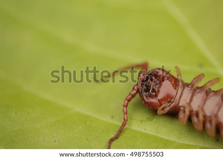 centipede on green leaf  background