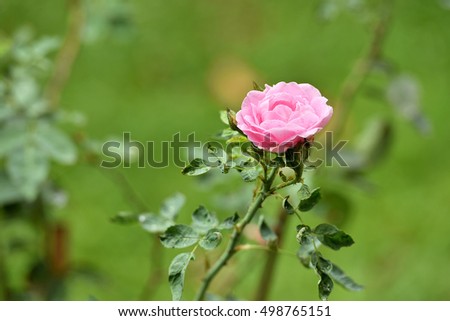 A small pink rose in full bloom on blurred background.