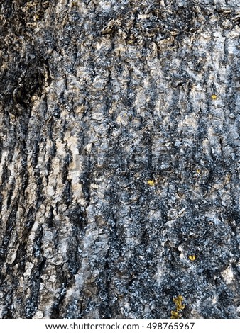 Bark. Tree bark texture. Tree bark. Autumn bark.