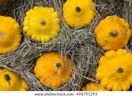 yellow Patty Pan squash displayed at farmer's market. Pumpkin cucurbit.