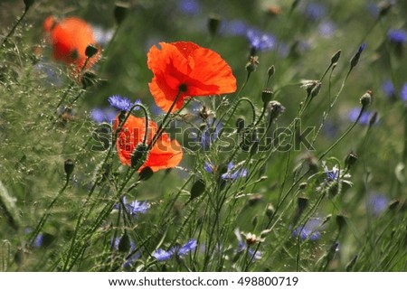 growing on a green meadow with red poppies and blue cornflowers