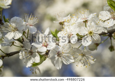 Blooming apple tree in early spring