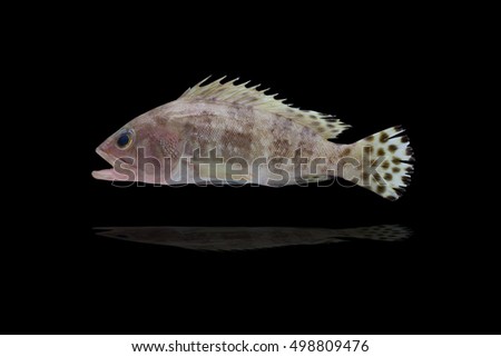 Sixbar grouper isolated on black background, Epinephelus sexfasciatus Valencienes