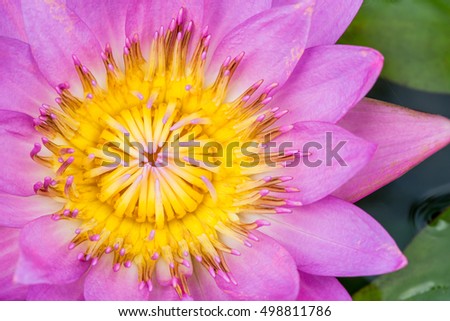 beautiful pink Water lily grows in the pond