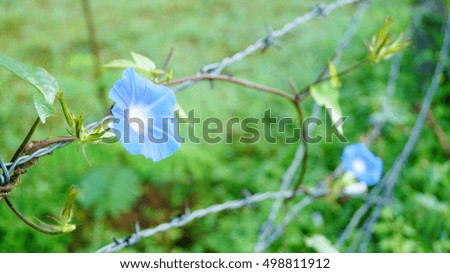 Blue flower.