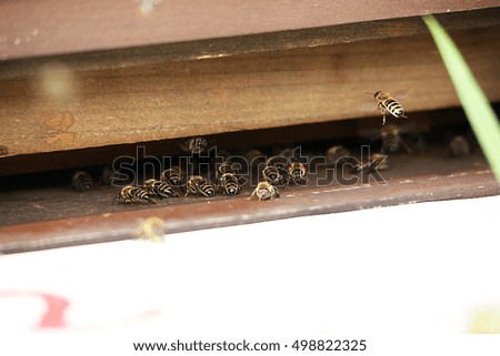 Close up view of the working bees on honey cells 