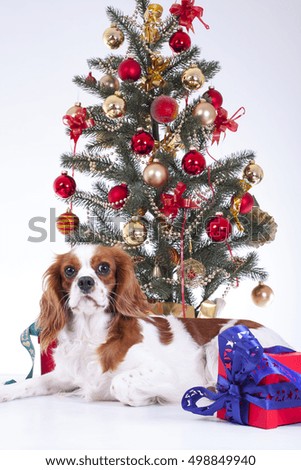 Cat and lop bunny celebrate christmas together in white background studio photograpy
