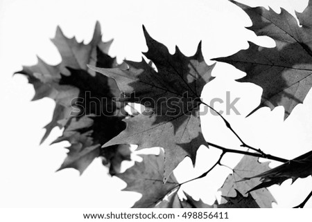 Beautiful autumn in forest , black and white